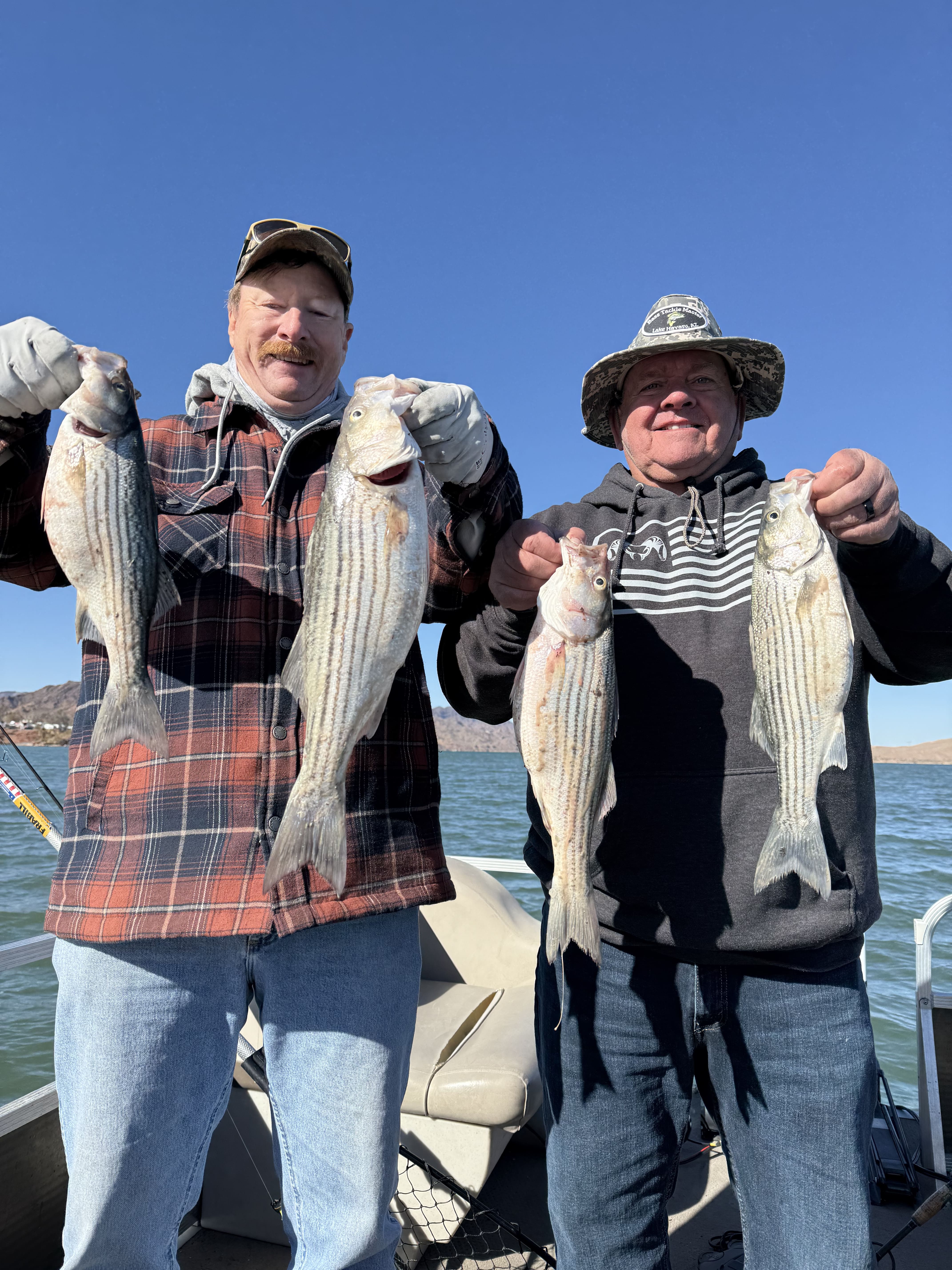 Pair of striped bass displayed on the boat